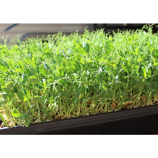 Hạt giống rau mầm ĐẬU HÀ LAN ngon giòn ngọt - rau củ quả trồng chậu thu hoạch sau 6-8 ngày 30gr RAD0711
