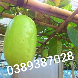 Trái dưa tây,2kg