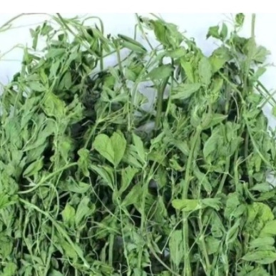 Cỏ Alfalfa Nguyên Cành tươi lá xanh thơm cho Thỏ, bọ ú dưới 6 tháng tuổi