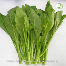 Hạt Giống Cải Ngồng  Phú Nông - Gói 20g -50g - Flowering Pak Choy PN-108