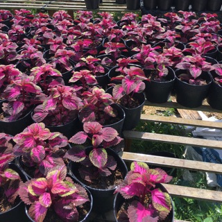 Cây lá gấm đỏ tím