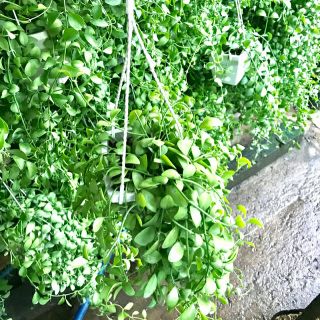 ĐôLa chậu treo