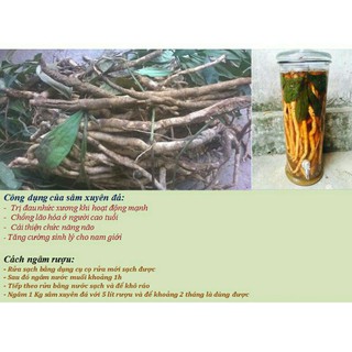 sỉ giá gốc 1kg sâm xuyên đá rừng tươi