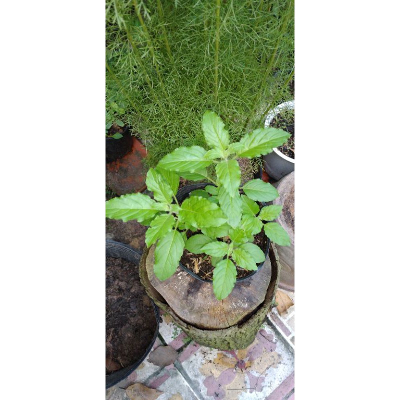 Hương Nhu Holy Basil (Ocimum tenuiflorum),gia vị dùng trong các món ăn Thái