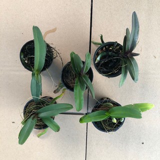 [Cây giống] hoa lan Đai Châu - Ngọc Điểm Thái đủ màu, giao màu ngẫu nhiên, không lựa màu - Trang Flowers