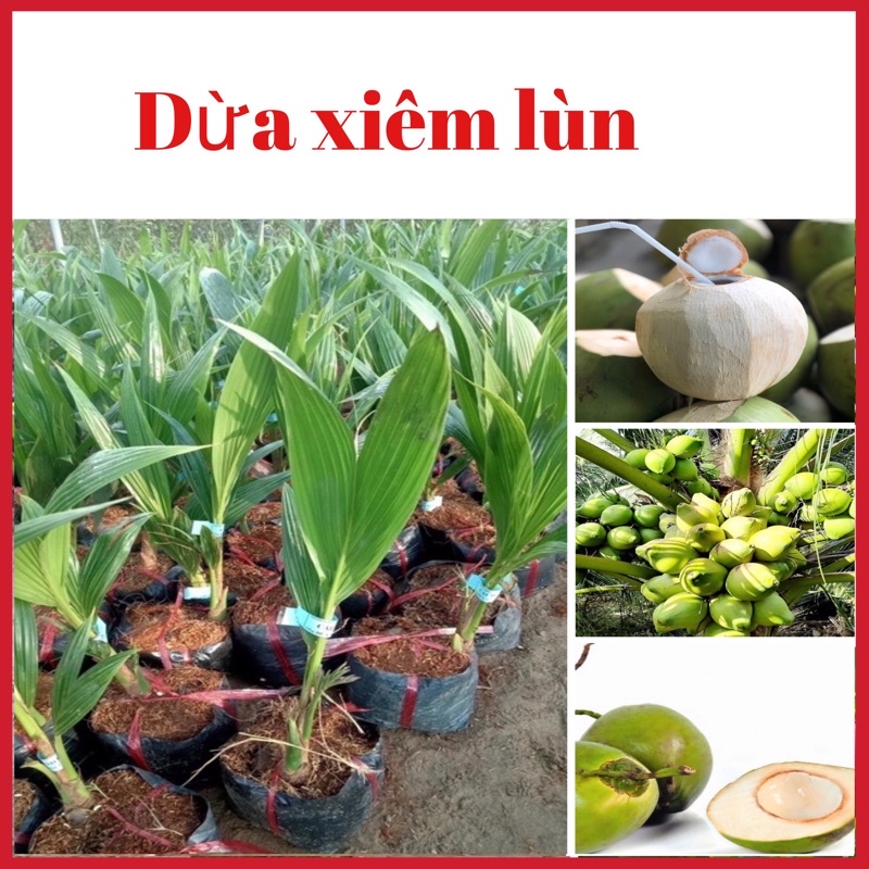 Cây dừa xiêm lùn chuẩn giống ( ảnh thật hình cuối)