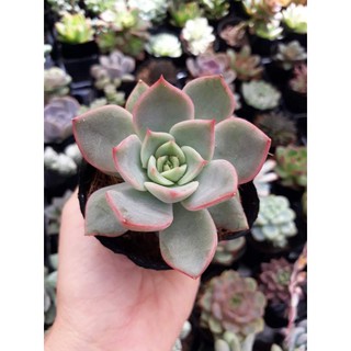 sen đá đế vương hồng size bầu