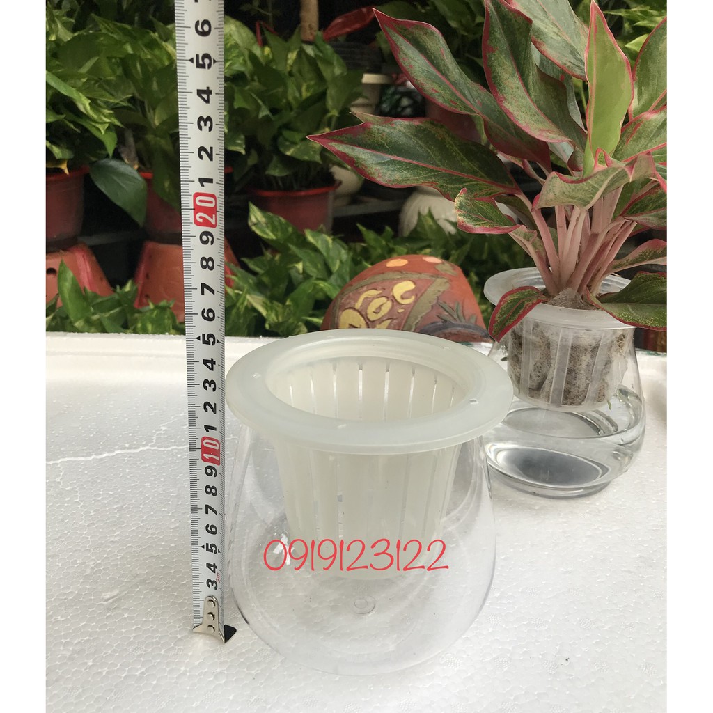 10 Bộ chậu trồng thuỷ sinh- thuỷ canh