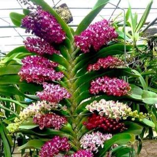 Ngọc điểm lá mít đủ màu
