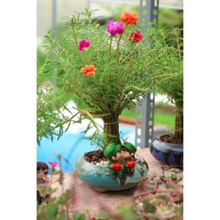 Bông MƯỜI GIỜ THÁI, MƯỜI GIỜ MỸ cánh kép - Chậu bonsai