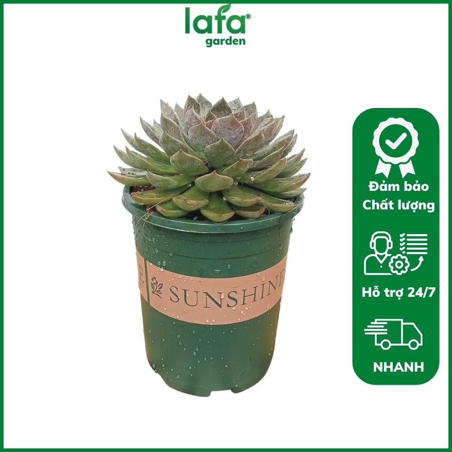 Sen đá Hoa Hồng Tím size lớn, LAFA GARDEN, Cây sen lâu năm, lá to chắc khỏe