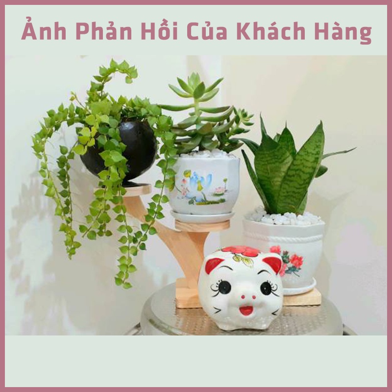 Kệ Gỗ Trang Trí Decor Xinh, Kệ Để Bàn Đặt Chậu Sứ MINI Xương Rồng, Sen Đá, Để Chai Lọ