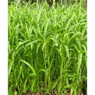 hạt giống rau muống nhập khẩu-  chuyên dụng.