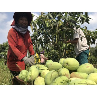 Cây giống Xoài Tứ Quý. ( Cho trái quanh năm)