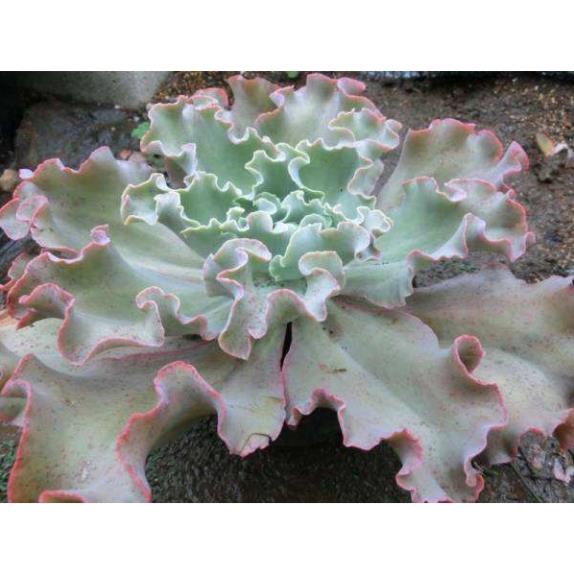 100 hạt giống hoa sen đá kim cương