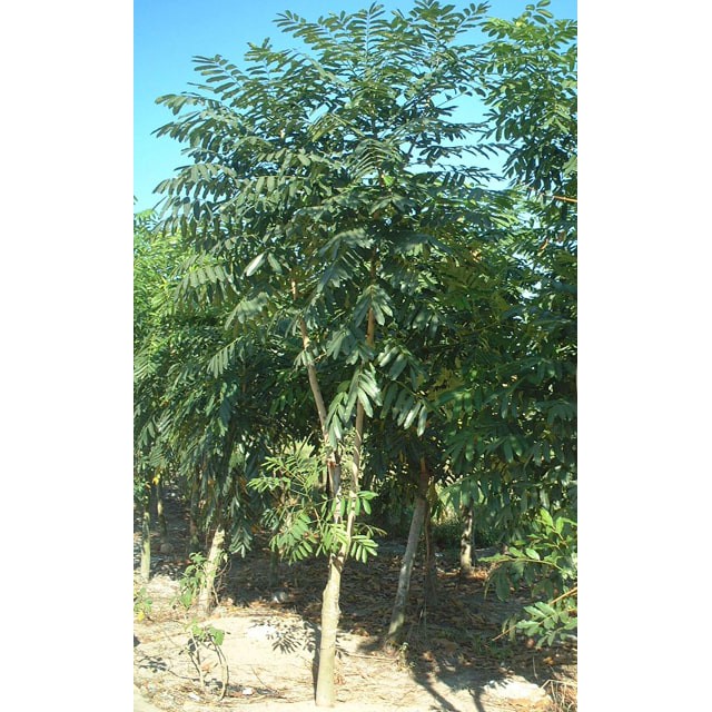 1kg hạt giống cây xà cừ