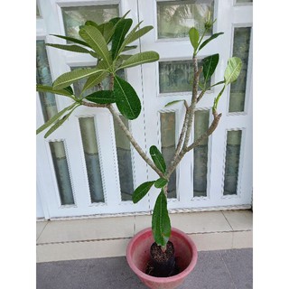 Cây hoa sứ trắng rất thơm