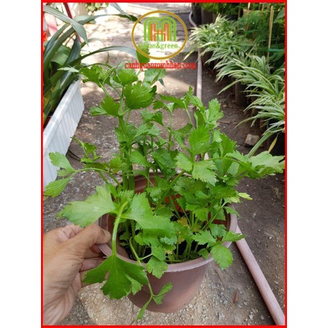 ĐỒNG GIÁ cây giống các loại rau thơm