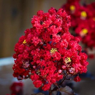 Bầu cây giống tường vi huyết long