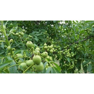 cây sấu giống (cây khỏe nhanh có trái)