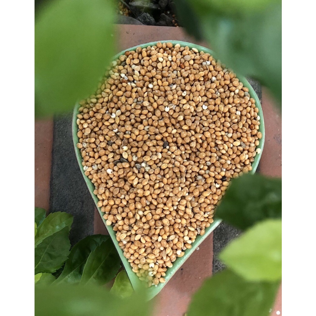 GIÁ TỐT 5kg Hạt kê vàng cho chim vẹt, yến phụng, lovebird, sắc nhật, bảy màu, manh manh...