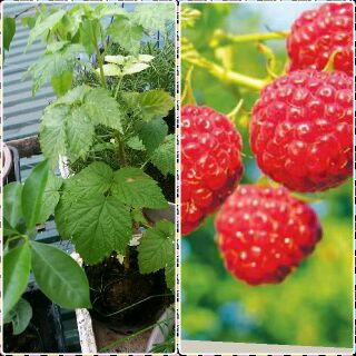 Cây giống Phúc bồn tử ( mâm xôi) loại to