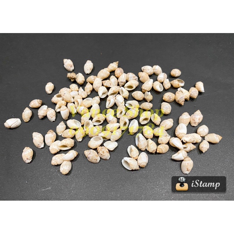 Vỏ ốc sen vàng 100gr