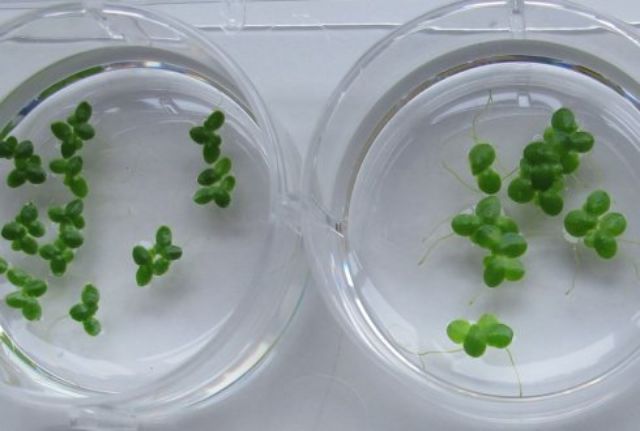 18 Cái Tôm Cá: Loại Nổi Trên Cỏ Vịt