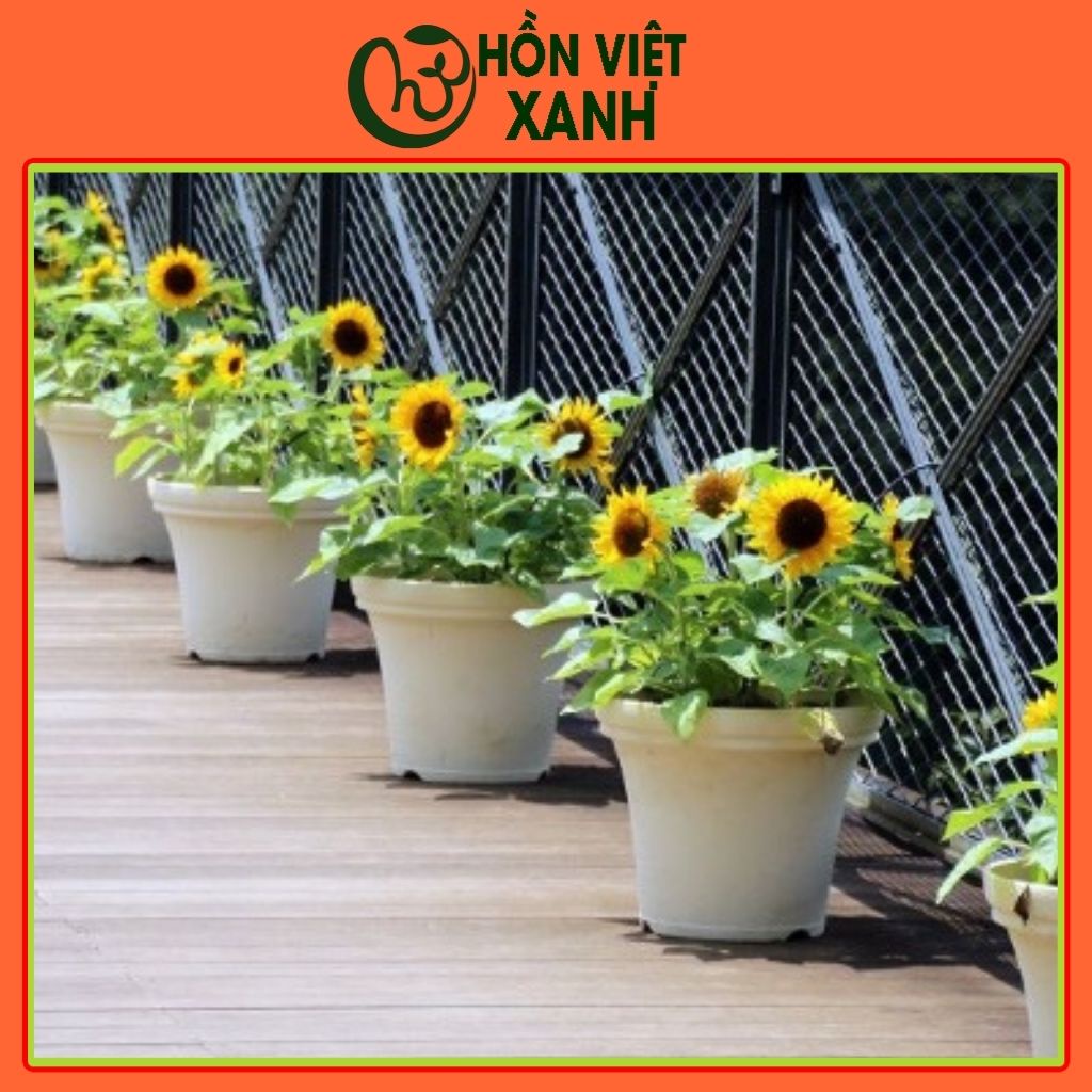 Hạt giống hoa hướng dương lùn nhiều bông, gói 10 hạt