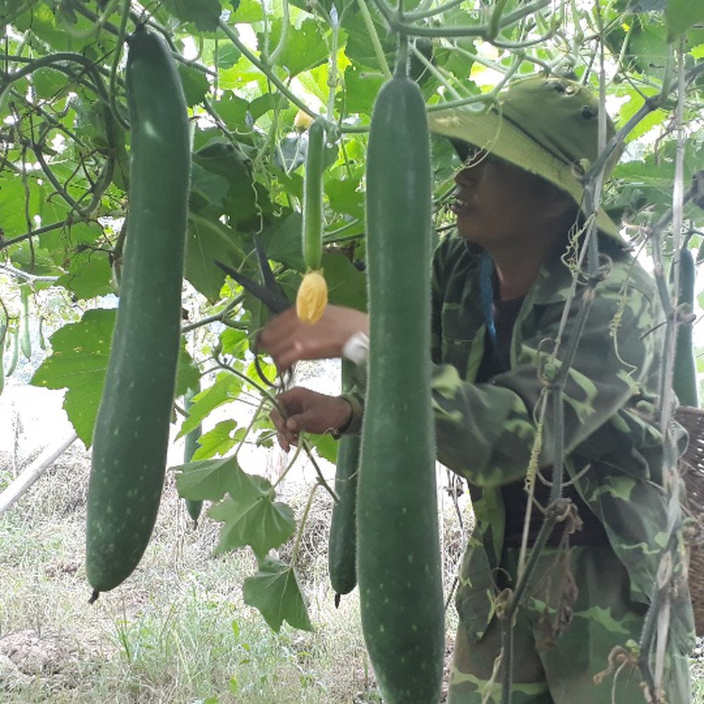 0.2Gr Hạt Giống Bí Sặt Bí Xanh (A1.301| C39*W44)