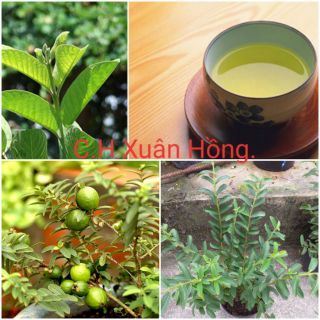 Cây ổi sẻ(ổi nhật) cây đẹp.