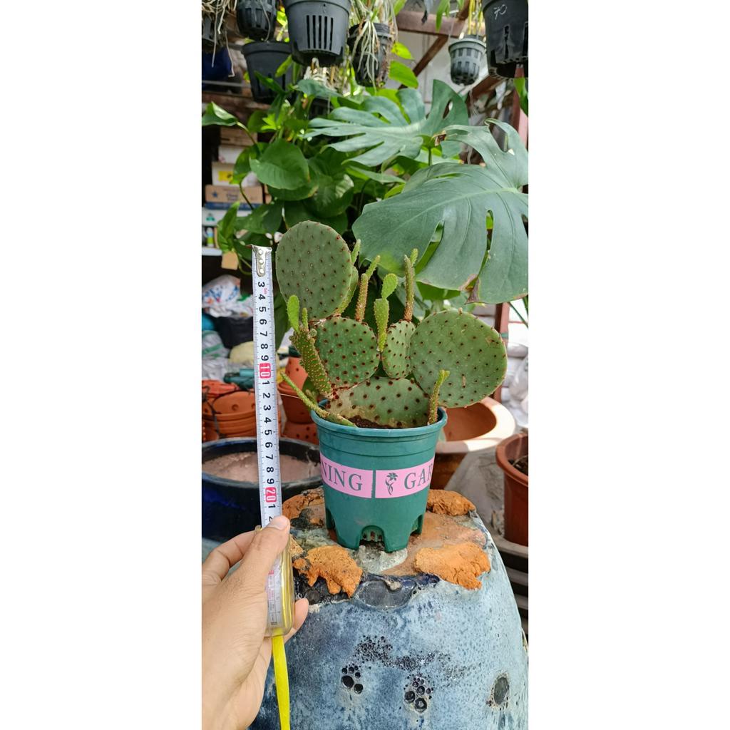 xương rồng tai thỏ, xương rồng tròn, xương rồng nhiều loại