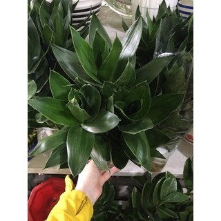 Cây Phát lộc thủy sinh
