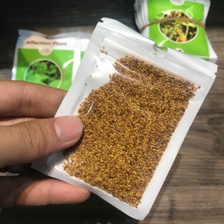 Hạt Giống Cây Thanh Diệp