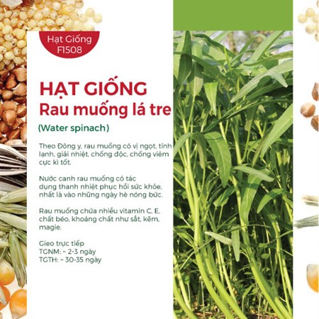 Combo 5 loại hạt giống rau ăn lá dễ trồng cải ngọt, mồng tơi, rau muống, rau dền, tần ô - AN AN SAIGO