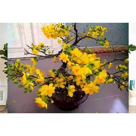 Gói 10 hạt giống hoa mai vàng 8-12 cánh