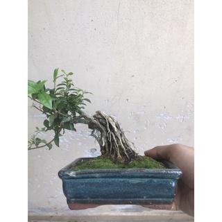 Hồng ngọc mai mini bonsai