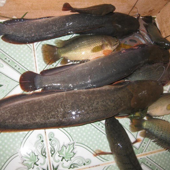 Thính nhử cá trê cực nhạy Yuhoo thái lan, tinh dầu câu cá trê, thuốc câu cá da trơn, mồi câu cá trê siêu nhạy