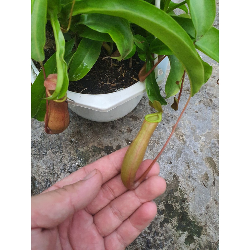 Caykiengsadec cây ăn thịt