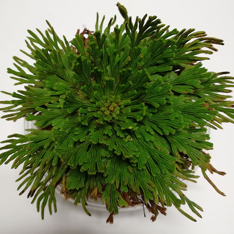 Cây phục sinh _ Rose of Jericho