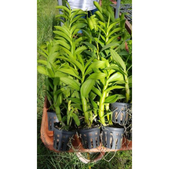 Hoa phong lan Denro nắng thơm