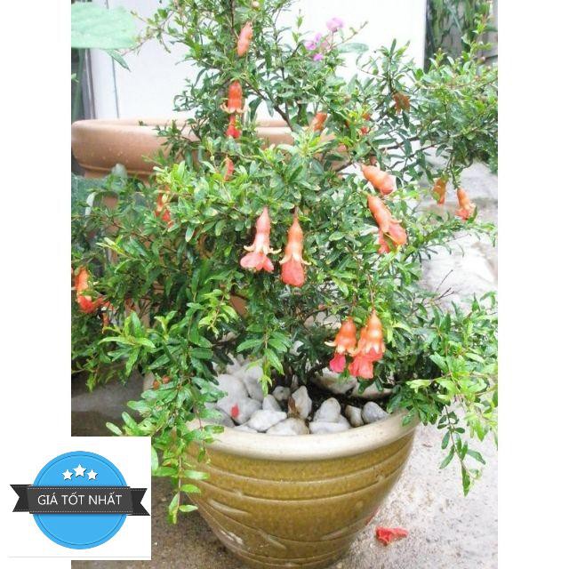 Hạt giống Lựu đỏ lùn