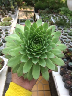 Sen đá phật bà lớn