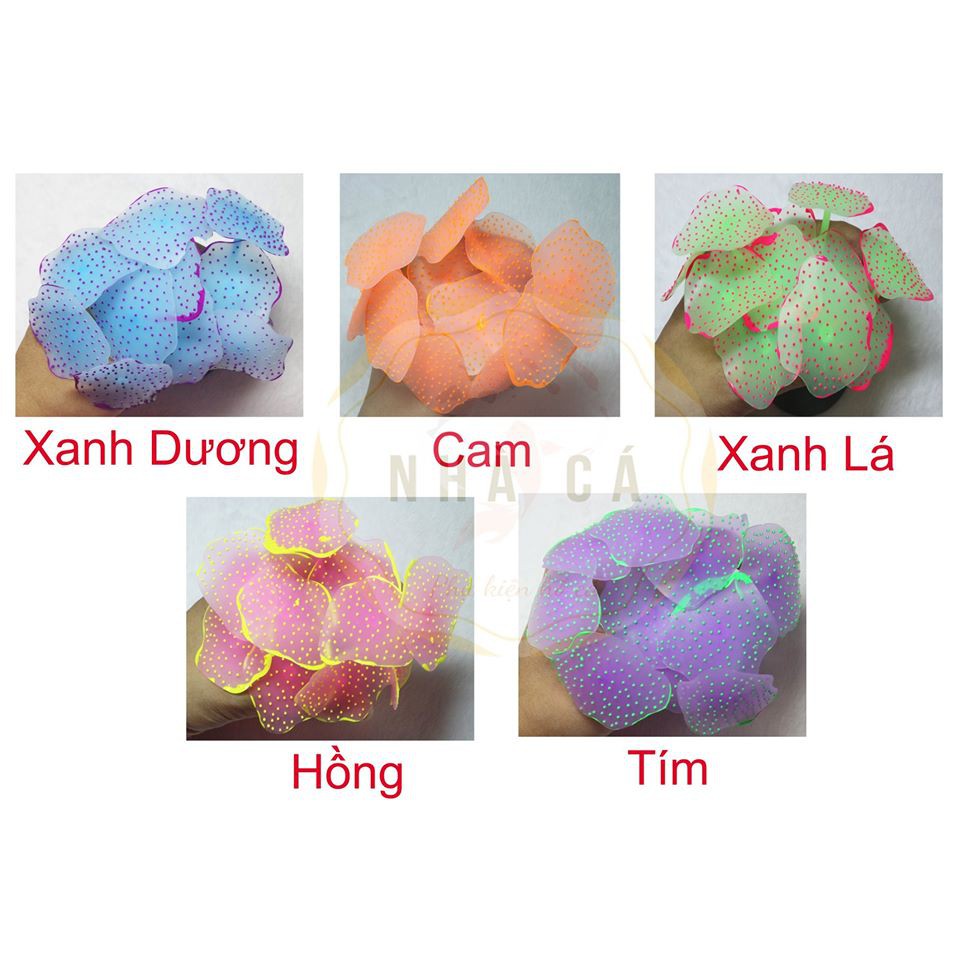 ĐỒ CHƠI HẢI QUỲ DẠ QUANG - PHỤ KIỆN TRANG TRÍ HỒ NƯỚC MẶN - HỒ CÁ CẢNH - THỦY SINH
