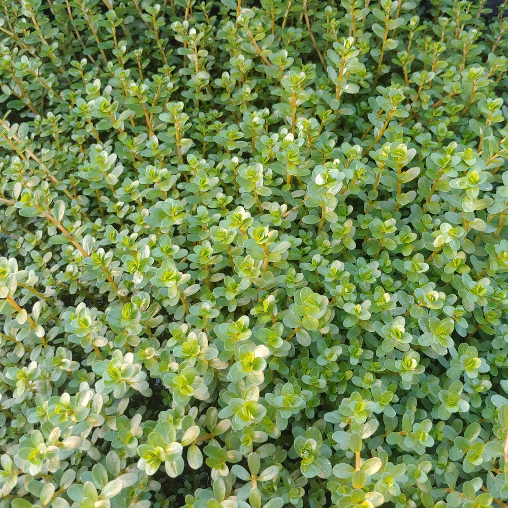 Vẩy Ốc Hồng Bò Cây thủy sinh