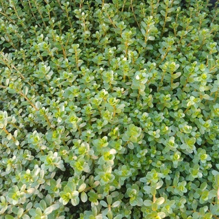 Vẩy Ốc Hồng Bò Cây thủy sinh