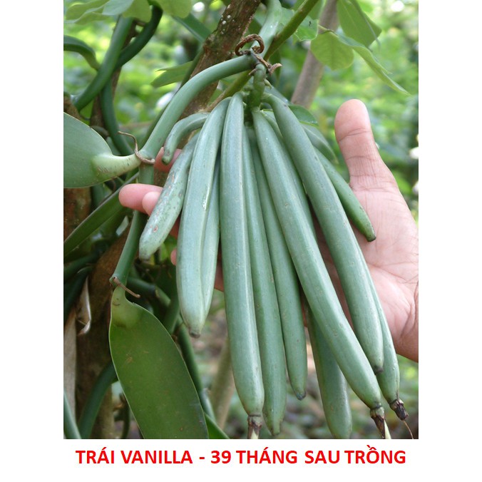 Cây Giống Vanilla - Lan Vani (Lô: 1 Cây)