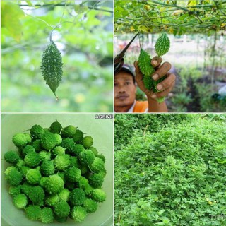 Hạt giống trái khổ qua rừng - Gói 10 Hạt