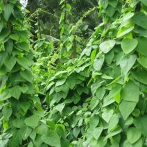Hạt giống Sương Sâm (gói 20 hạt)
