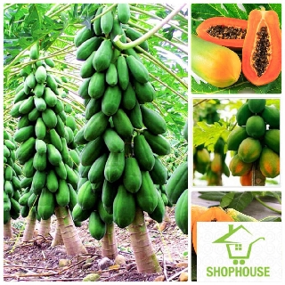 shophouse Gói 5 hạt giống đu đủ quả dài năng suất  SHOP HOUSE  TẾT KHUYẾN MẠI